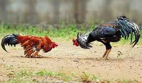 Regulation Challenges: Governing Online Cockfighting